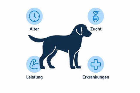 Illustration eines Hundes mit Symbolen für Alter, Leistung, Zucht und Erkrankungen – visuelle Erklärung der Beratungsfaktoren bei DietDoc. dietdoc-infografik-hund-alter-leistung-zucht-erkrankungen