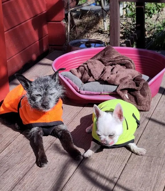 Hunde Walter und Mücke chillen auf der Terrasse Walter und Mücke