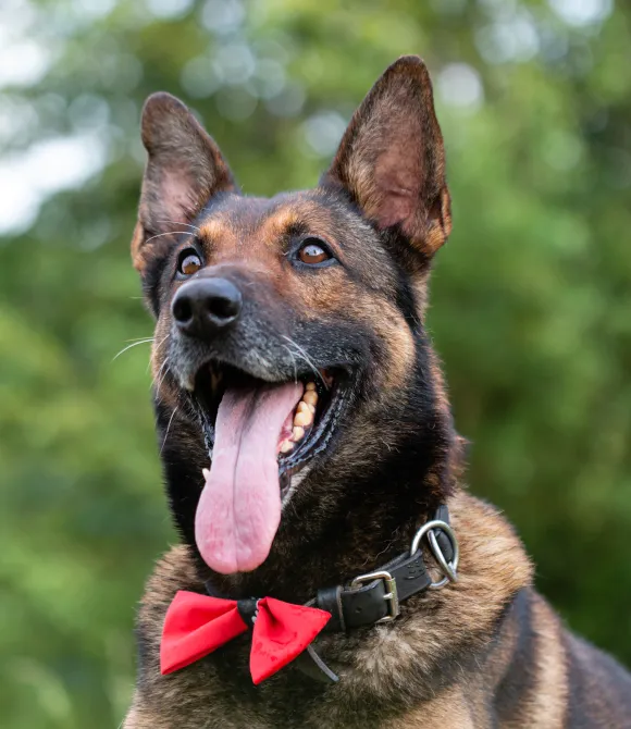 Hunde Benno