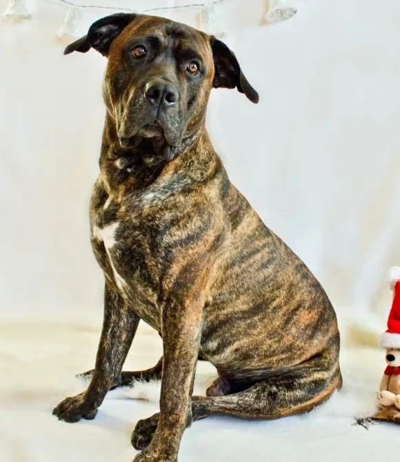 Hund Simba Hund Simba