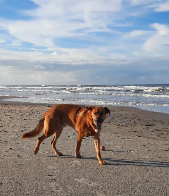 Hund Axe am Strand Hund Axe
