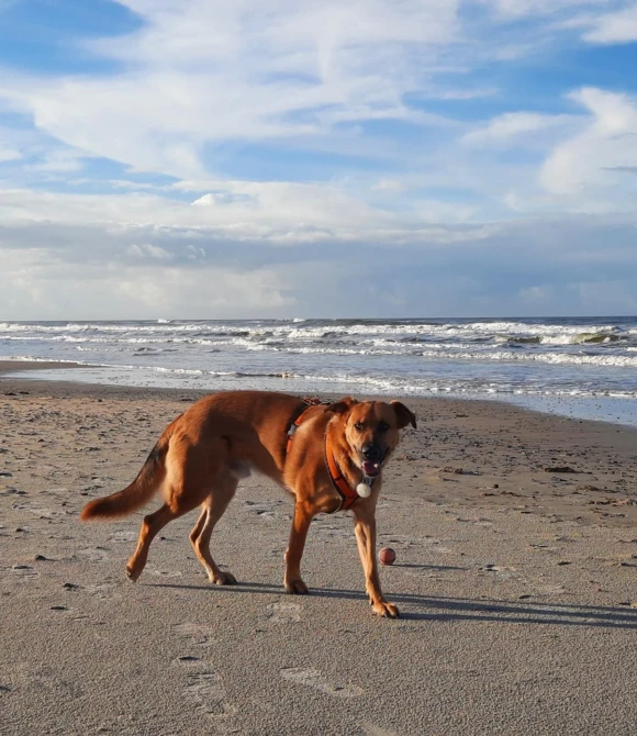 Hund Axe